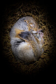 Arctic Ground Squirrel (Spermophilus parryii) hibernating in burrow, Fairbanks, Alaska