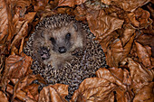 Brown-breasted Hedgehog (Erinaceus europaeus) hibernating in leaves, Germany