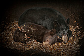 Black Bear (Ursus americanus) mother hibernating with one year old cub inside den, Minnesota
