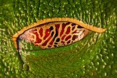 Red-eyed Tree Frog (Agalychnis callidryas) eye closed with semi-transparent eyelid that allows it to see its surroundings even while resting, Costa Rica