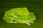 Red-eyed Tree Frog (Agalychnis callidryas) pair in amplexus sleeping with closed eyes, Costa Rica