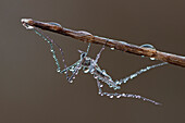 Mosquito (Aedes sp) on branch covered with dew, Germany