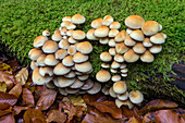 Sulphur Tuft (Hypholoma fasciculare) mushrooms, Germany