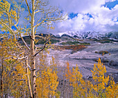 Quaking Aspen (Populus tremuloides) trees in autumn,  Elk Mountains, Colorado