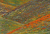 Wildflowers, Tehachapi Hills near Gorman, California