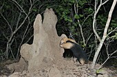 Southern Anteater (Tamandua tetradactyla) foraging at termite mound, Pantanal, Brazil