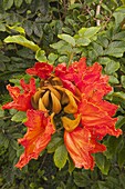 African Tulip Tree (Spathodea campanulata) flowers, Santa Cruz Island, Galapagos Islands, Ecuador