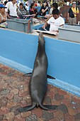 Galapagos Sea Lion (Zalophus wollebaeki) begging at fish market, Puerto Ayora, Santa Cruz Island, Galapagos Islands, Ecuador