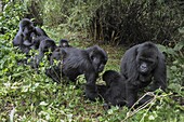 Mountain Gorilla (Gorilla gorilla beringei) family socializing, Parc National des Volcans, Rwanda
