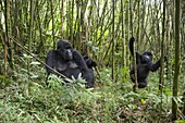 Mountain Gorilla (Gorilla gorilla beringei) mother with one and a half year old twin babies in bamboo forest, Parc National des Volcans, Rwanda