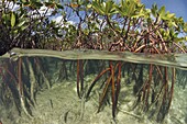 Mangrove (Rhizophoraceae) and Eelgrass (Zostera sp) filter out sediment, Bahamas, Caribbean