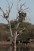 Cape Buffalo (Syncerus caffer) group under tree with Yellow-billed Storks (Mycteria ibis) and nesting Marabou Storks (Leptoptilos crumeniferus), Kruger National Park, South Africa