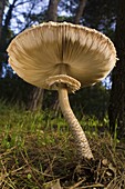 Parasol Mushroom (Macrolepiota procera), El Montseny Natural Park, Spain