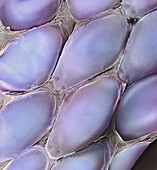 Cornsnake (Elaphe guttata) scales