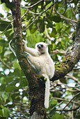 Silky Sifaka (Propithecus candidus), Marojejy National Park, Madagascar