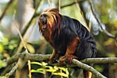 Golden-headed Lion Tamarin (Leontopithecus chrysomelas) calling, native to Brazil