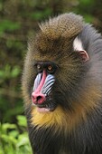 Mandrill (Mandrillus sphinx) sub-adult male, native to Gabon