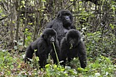Mountain Gorilla (Gorilla gorilla beringei) mother with one and a half year old twin babies, Parc National des Volcans, Rwanda