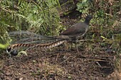 Superb Lyrebird (Menura novaehollandiae) male on display mound, Sherbrooke Forest Park, Victoria, Australia