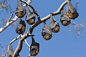 Gray-headed Flying Fox (Pteropus poliocephalus) group resting during the middle of the day, Yarra River, Australia