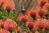 Southern Double-collared Sunbird (Cinnyris chalybeus) male feeding on the nectar of Rocket Pincushion (Leucospermum reflexum) flower, Kirstenbosch Garden, Cape Town, South Africa