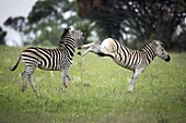 Burchell's Zebra (Equus burchellii) males fighting, Rietvlei Nature Reserve, Gauteng, South Africa