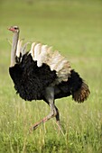 Ostrich (Struthio camelus) male, Rietvlei Nature Reserve, Gauteng, South Africa