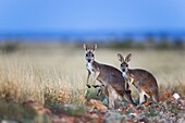 Red Kangaroo (Macropus rufus) female with two babies, Sturt National Park, Australia