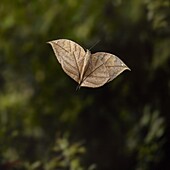 Indian Leaf Butterfly (Kallima paralekta) flying mimics falling leaves, England