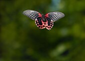 Scarlet Swallowtail (Papilio rumanzovia) flying, England