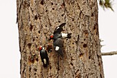 Acorn Woodpecker (Melanerpes formicivorus) male and females at nest cavity to communally take care of chicks, Monterey, California