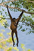 Black-handed Spider Monkey (Ateles geoffroyi) mother in tree with baby, Osa Peninsula, Costa Rica