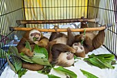 Hoffmann's Two-toed Sloth (Choloepus hoffmanni) orphaned babies eating almond tree leaves, Aviarios Sloth Sanctuary, Costa Rica