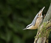 Wood Nuthatch (Sitta europaea), Laren, Netherlands