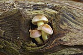 Sulphur Tuft (Hypholoma fasciculare) mushrooms on log, s-Graveland, Netherlands