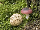 Common Earthball (Scleroderma citrinum) and Brittlegill Mushroom (Russula sp), Ravenswoud, Netherlands