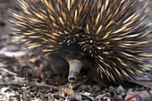 Short-beaked Echidna (Tachyglossus aculeatus), Australia