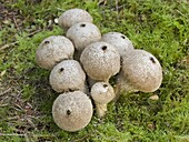 Devil's Snuffbox (Lycoperdon perlatum) mushroom, Zeewolde, Netherlands
