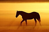 Domestic Horse (Equus caballus) in misty sunrise, Schermerhorn, Netherlands
