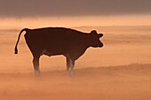 Domestic Cattle (Bos taurus) in misty grassland, Bergen, Netherlands