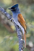 African Paradise-Flycatcher (Terpsiphone viridis), Salalah, Oman