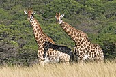 South African Giraffe (Giraffa camelopardalis giraffa) pair in tall grass, Hluhluwe-iMfolozi Park, South Africa