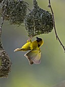 Village Weaver (Ploceus cucullatus) making a nest, Uganda