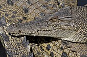 Saltwater Crocodile (Crocodylus porosus), Darwin, Australia