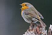 European Robin (Erithacus rubecula) singing, Europe