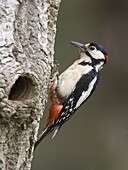 Great Spotted Woodpecker (Dendrocopos major), Castricum, Noord Holland, Netherlands