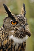 Eurasian Eagle-Owl (Bubo bubo) with mouse prey, Didam, Netherlands