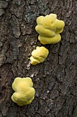 Chicken of the Woods (Laetiporus sulphureus) mushrooms just starting to emerge, Soest, Germany