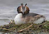 Great Crested Grebe (Podiceps cristatus) parent in defensive posture on nest, Maarssen, Netherlands