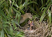 Common Chiffchaff (Phylloscopus collybita) parent feeding a caterpillar to its chicks, Rijssen, Netherlands